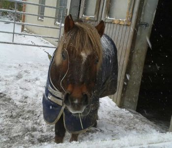 Pferd im Schnee auf dem Ferienhof Langballig
